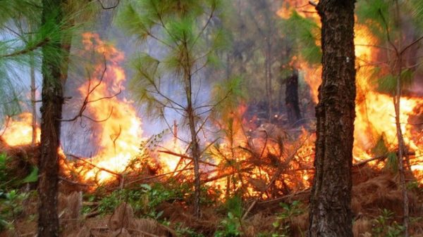 Kiểm điểm trách nhiệm của tập thể, cá nhân để xảy ra vụ cháy 17ha rừng