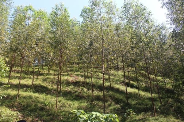 Bộ Nông nghiệp “bác” đề nghị chuyển đất rừng thành dự án của Quảng Nam và Bình Thuận