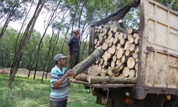 Liên quan đến phi vụ đấu giá “chui” lô tài sản 59.085 cây cao su lấy gỗ: Cần ban hành quyết định hủy kết quả trúng đấu giá để bảo toàn tài sản Nhà nước