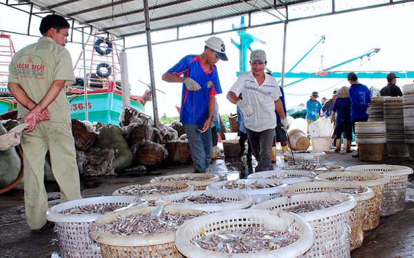 Quyết liệt phòng, chống khai thác hải sản bất hợp pháp