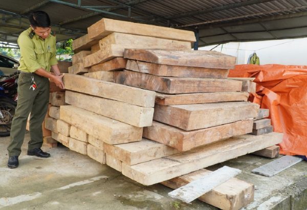 Từ đơn tố cáo, Kiểm lâm phát hiện gỗ lậu trên đất của Trưởng phòng Nội vụ huyện